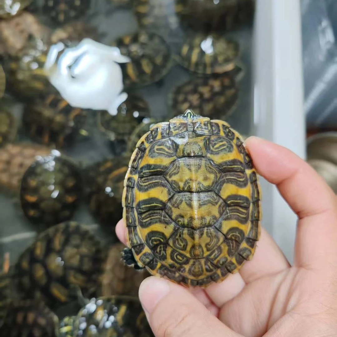 火焰龟小青龟直播