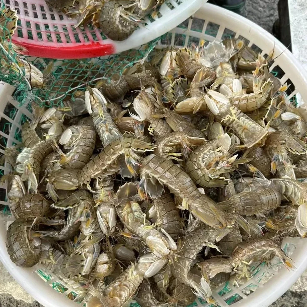 【保鲜不保活】优选皮皮虾 渤海湾虾爬子 25头左右/斤 2斤 充氧顺丰