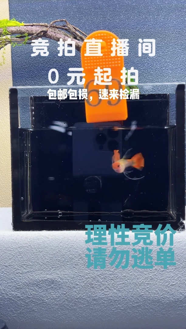 孔雀鱼红头玻璃猫大C一对编号69