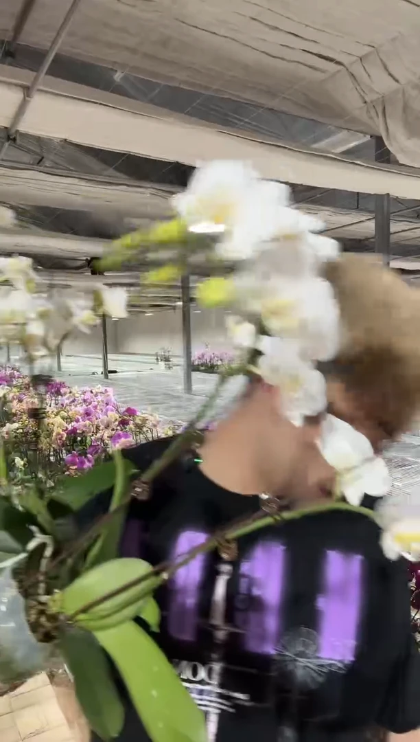 完全开放小白花双剑
