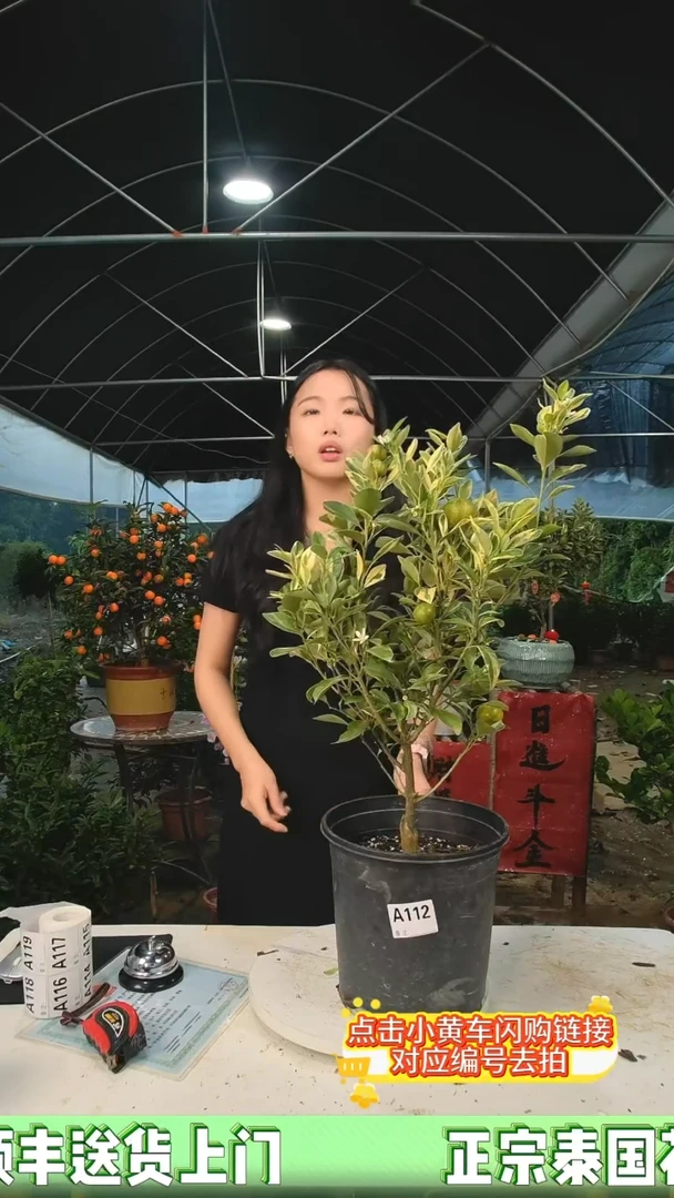 A112号苗000000000000
