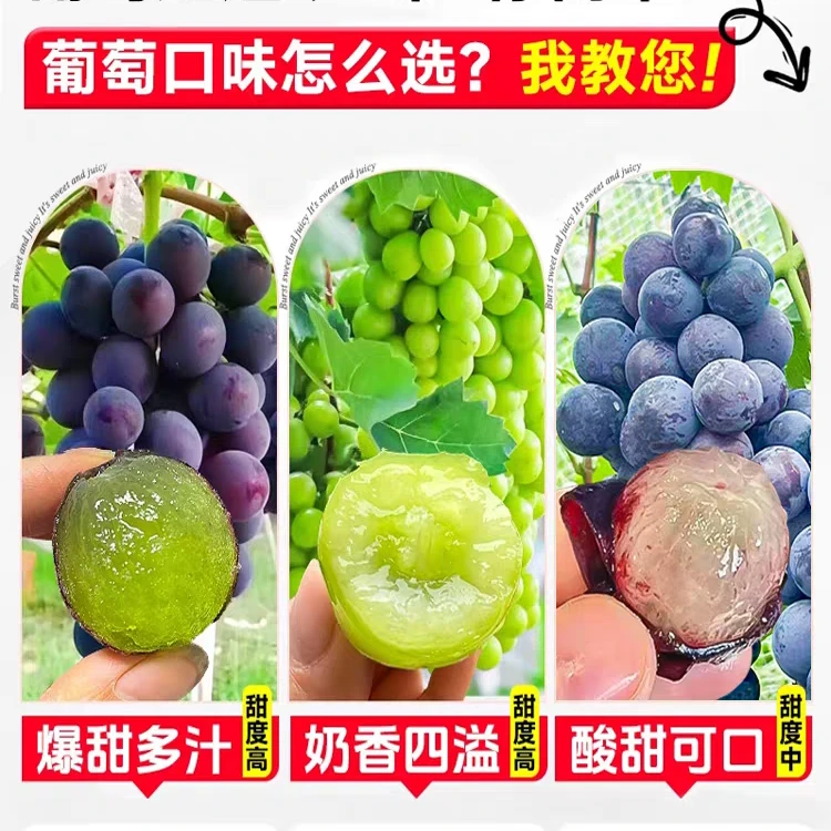 品种葡萄苗好养多种适合南北方种植阳台庭院树葡萄新鲜