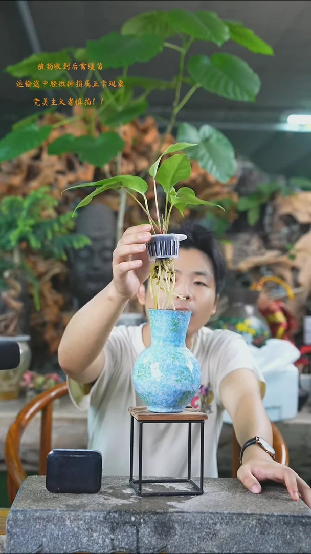 完全开放花烛160+