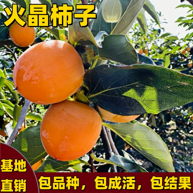 火晶柿子树苗嫁接矮化果树苗南方北方种植耐寒耐热火晶甜当年结果