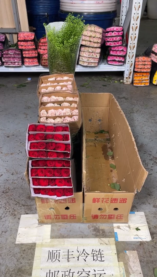 高原红5扎+卡布5扎+绿林草