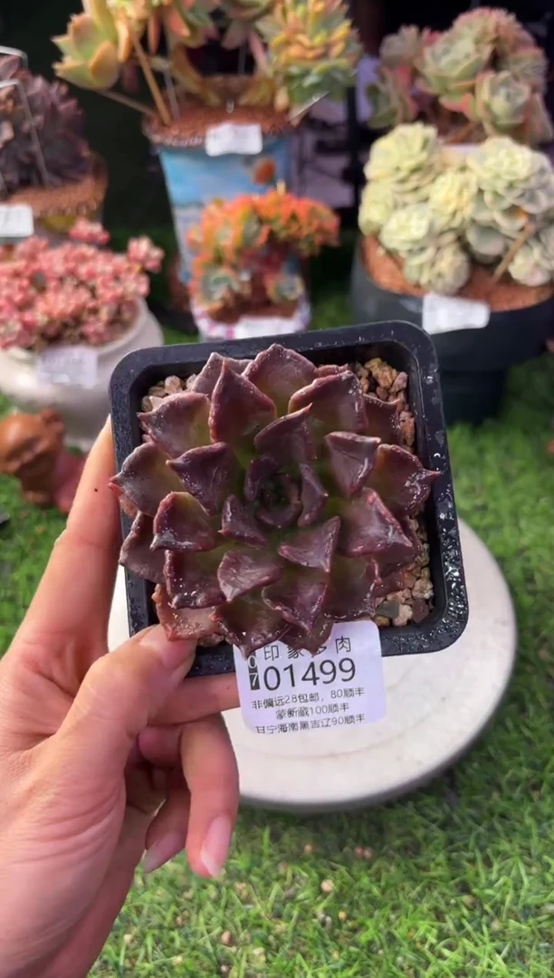 昆明印象多肉01499