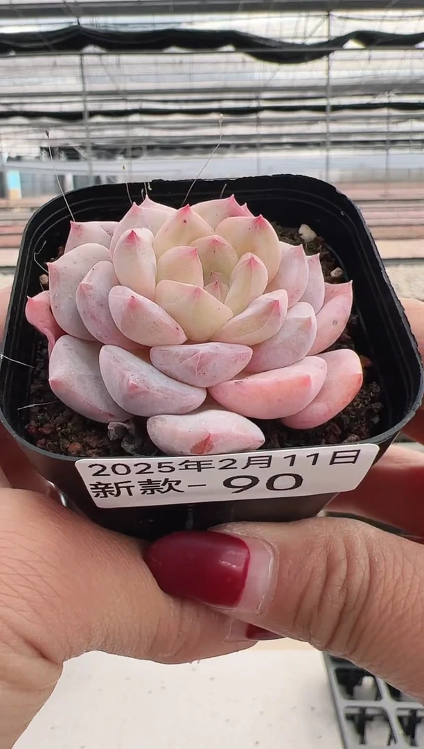 【闪购商品】新款多肉-90