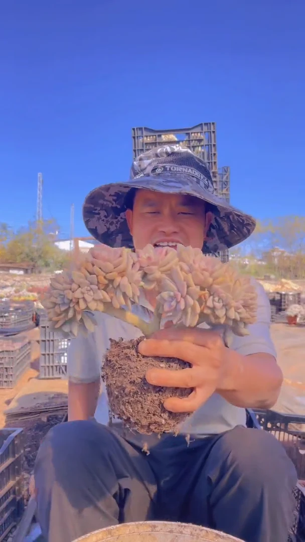 125淡雪缀化一物一拍