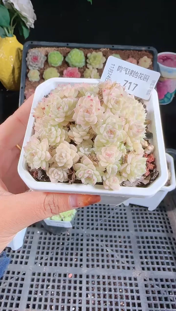 1124-717群生不包整