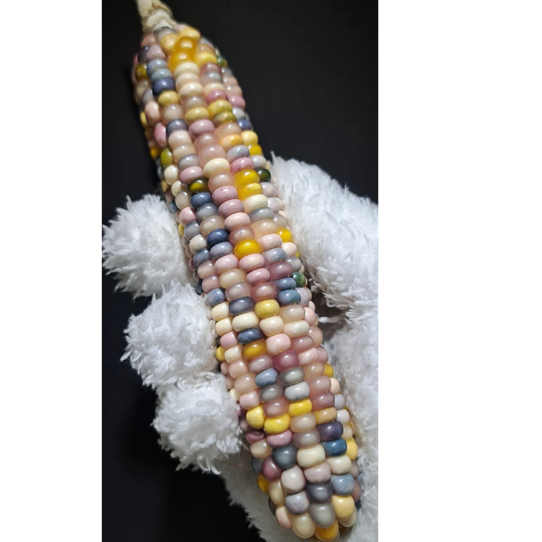 文玩玉米毛料一物一拍