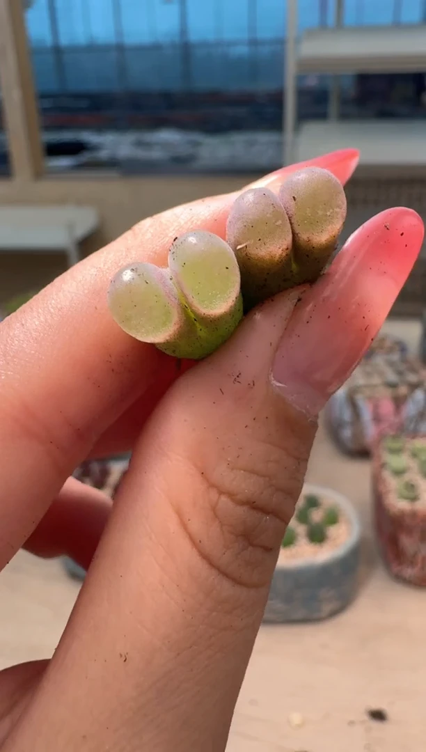 9-18多肉植物肉锥