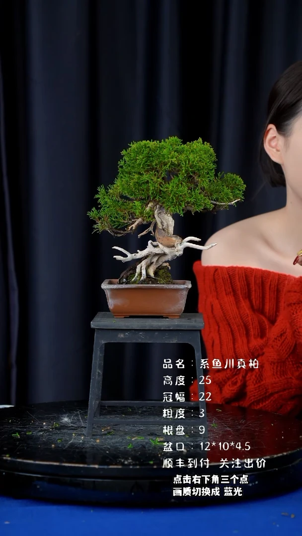 【闪购商品】系鱼川真柏