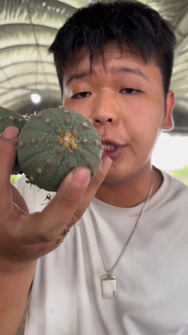 5颗 实生根 星兜 4-6cm