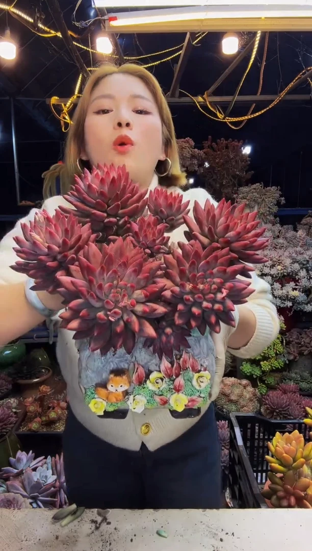 特大虞美人脱土包邮