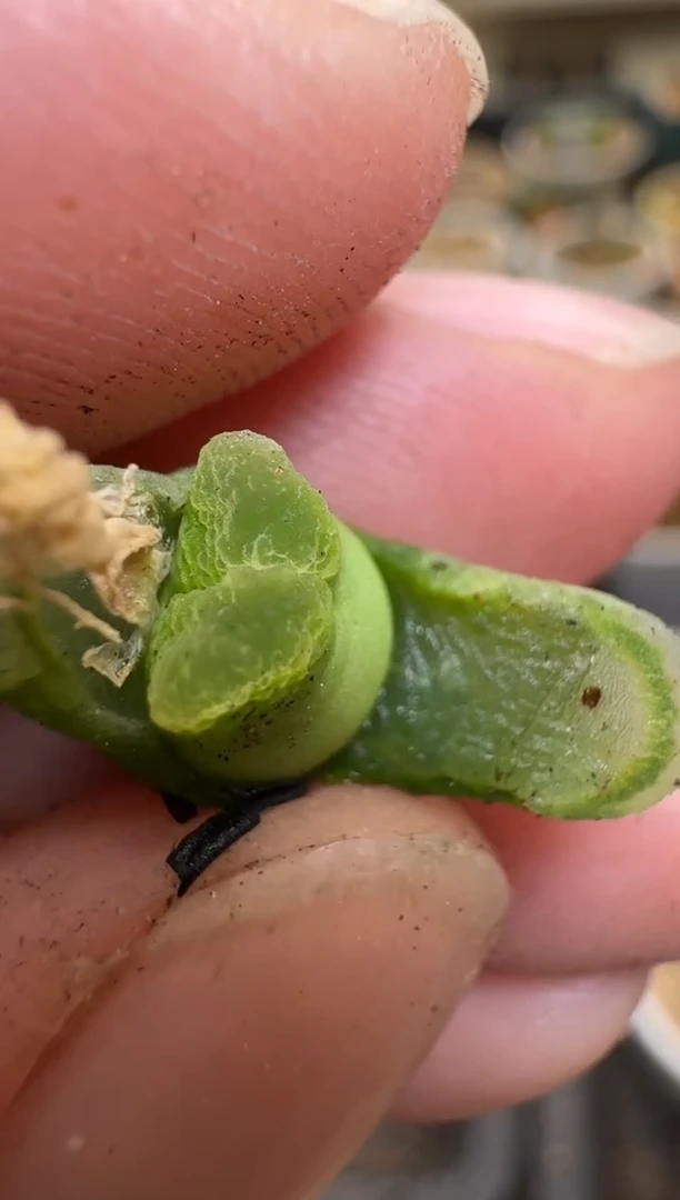 【闪购商品】2/4-186