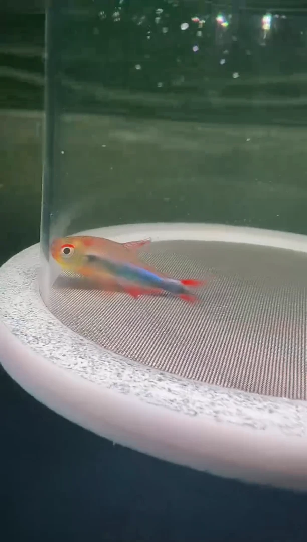 灯科鱼野**子5-4 魅影幻日3.5cm左右（不包黑点）1条