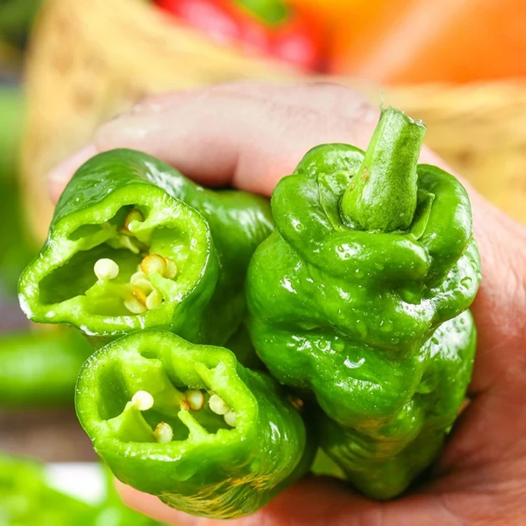 (拍2发3)螺丝椒种子香辣早熟抗病薄皮尖椒超辣庭院四季盆栽蔬菜籽