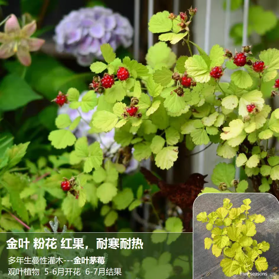 金叶茅莓苗爬藤树莓浆果耐寒耐热绿植盆栽