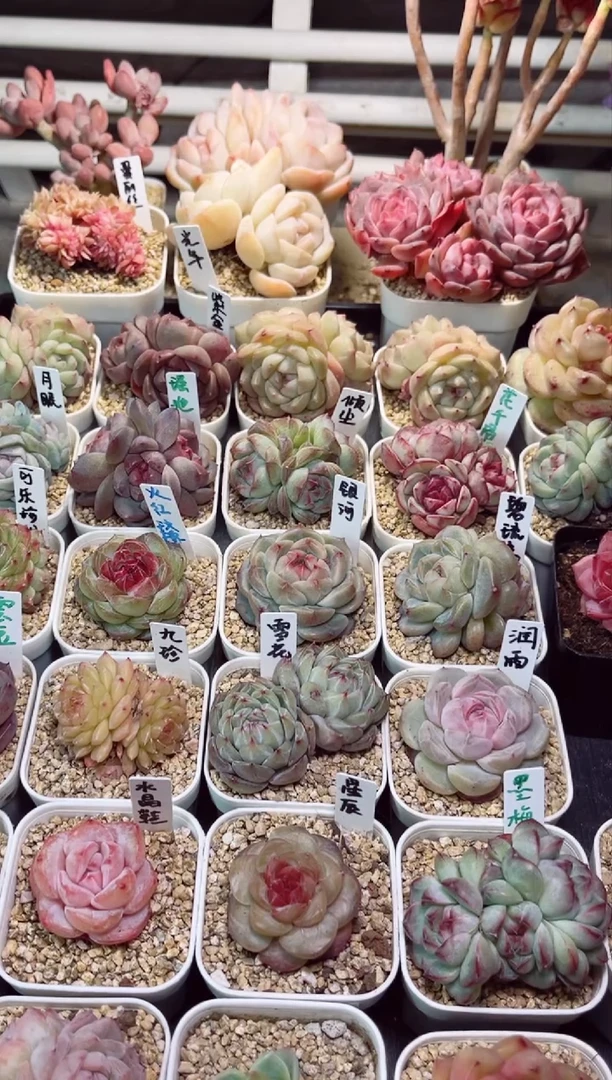 【闪购商品】K35月眠和草莓果酱和柳絮