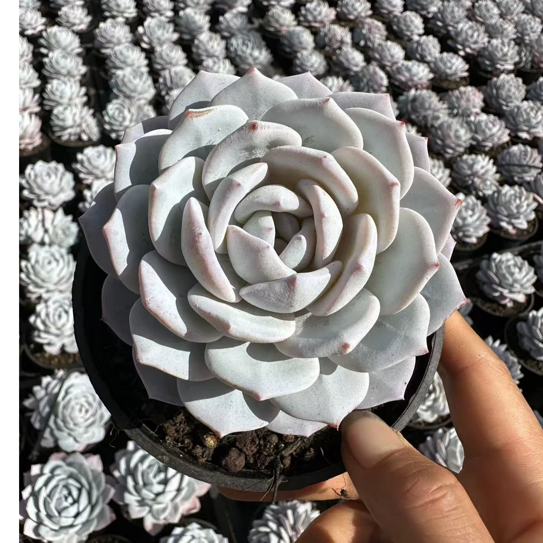 10#雪莲花多肉植物  前男友精品多肉 SM0729