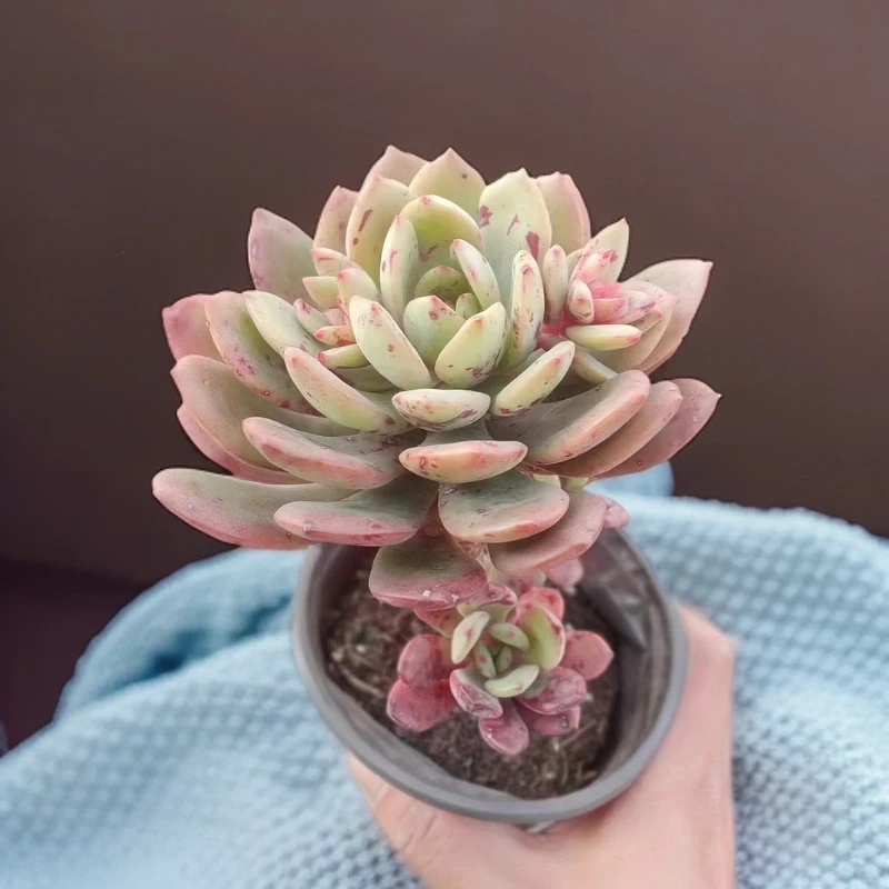 雪燕（血滴子）多肉九点九包邮以直播间实物为标准