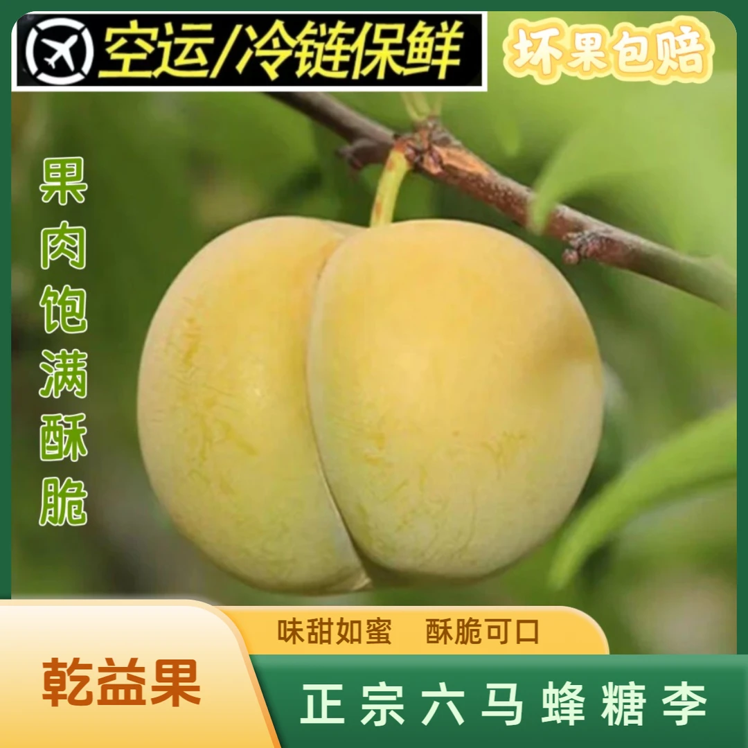 乾益果正宗贵州六马蜂糖李当季鲜摘顺丰空运包邮纯甜无酸孕妇水果
