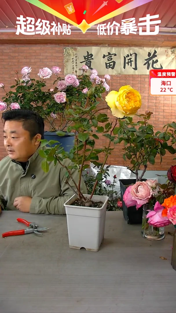 当前无花朵，栽培后可花朵阳光笑容