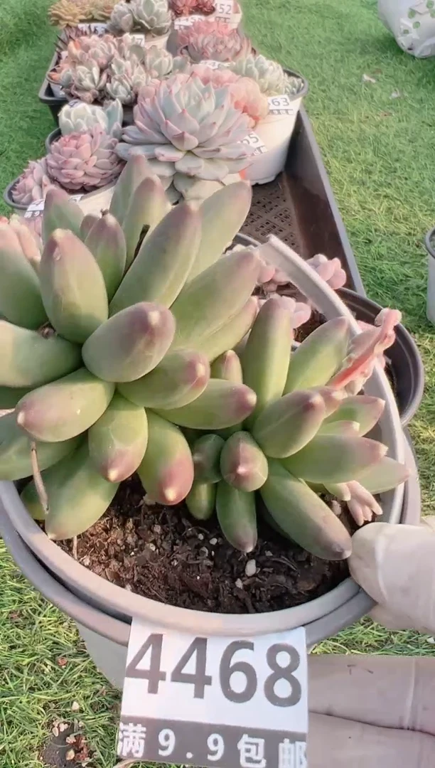 【闪购商品】信福多肉一物一拍