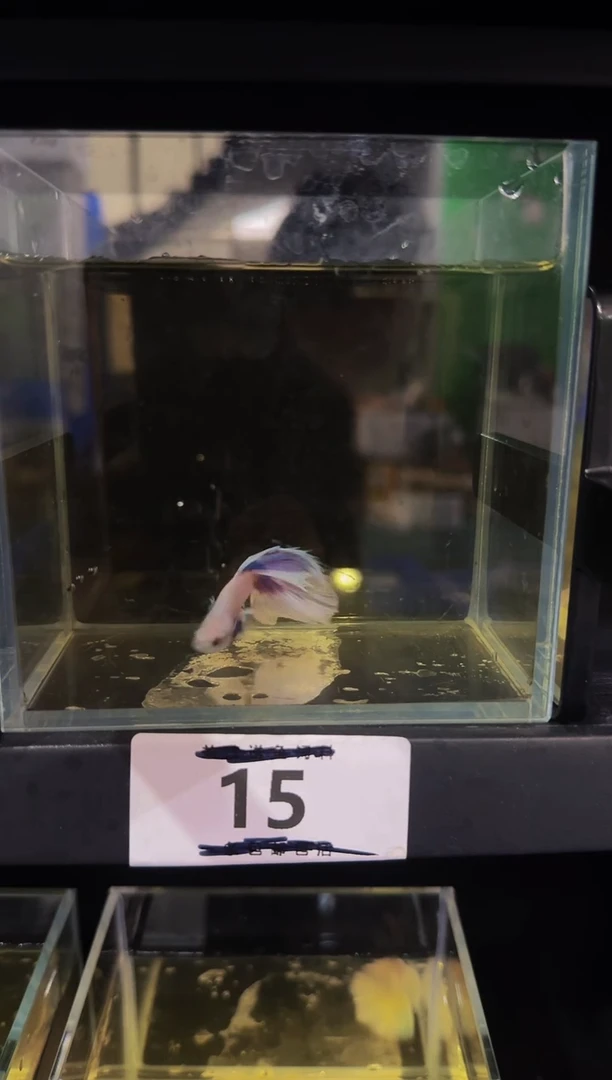 斗鱼直播竞拍链接15