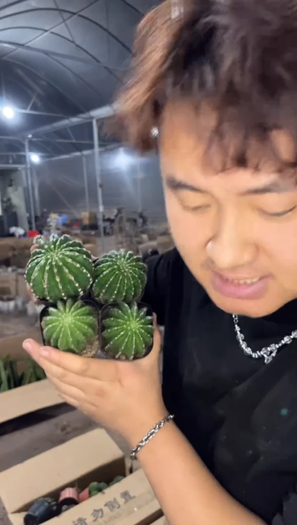 4颗 浓桃筋 4-6cm