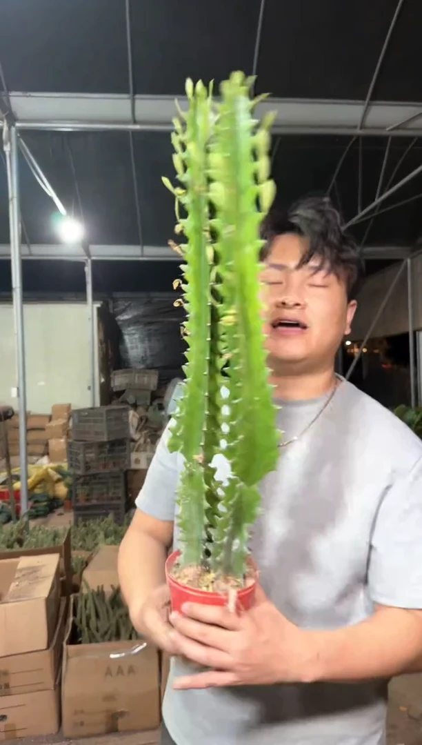 3颗 巴西龙骨【带根】