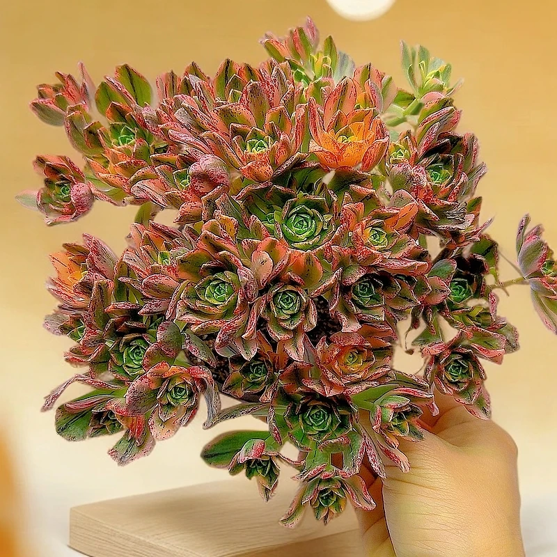 三岁家 甜茶 （原盆原土） 盆栽植物