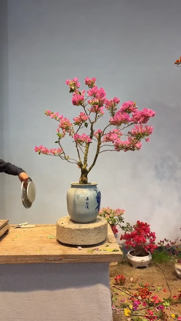 以实际为准三角梅61