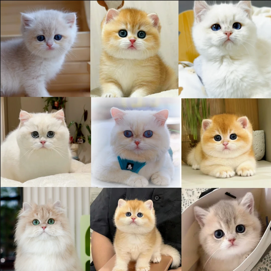 【五哥宠选】金渐层蓝金乳白蓝白／曼基康／米努特／拿破仑三花矮脚猫