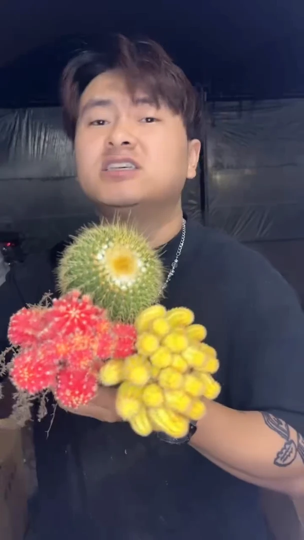 大号 红山吹+红牡丹+金冠【嫁接】