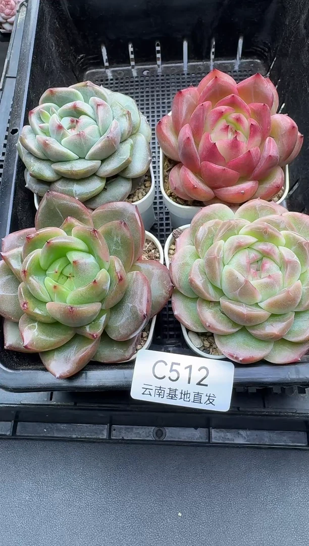 珍妮杂交多肉C512