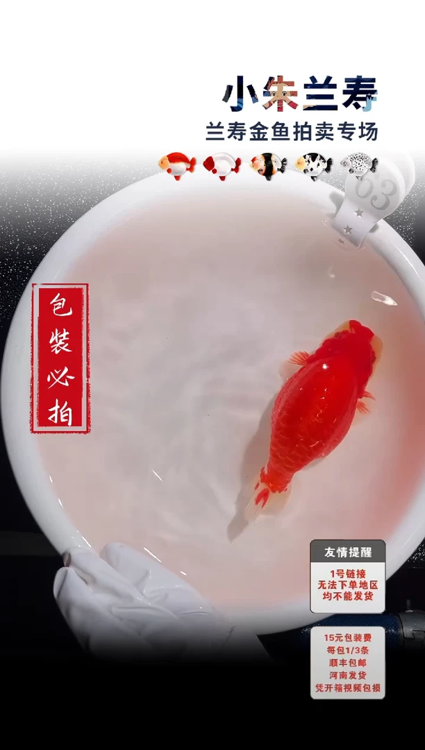 金鱼包装必拍未拍顺丰到付63号