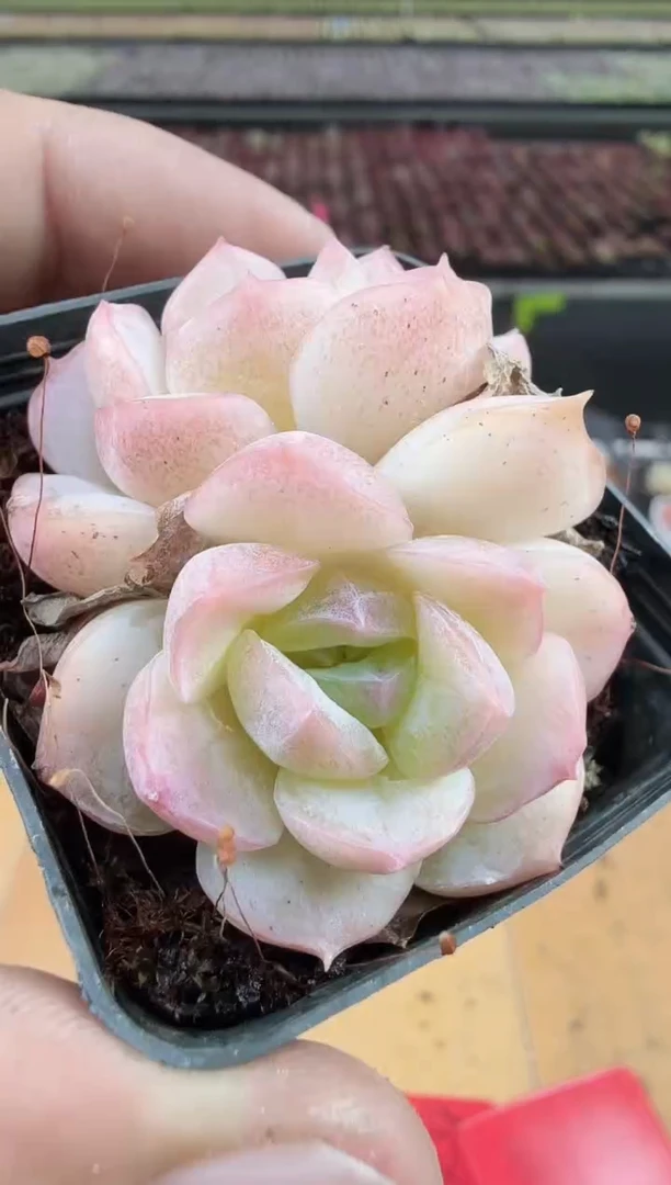 东云多肉园新款-134