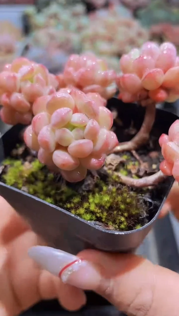 【闪购商品】160恐龙蛋