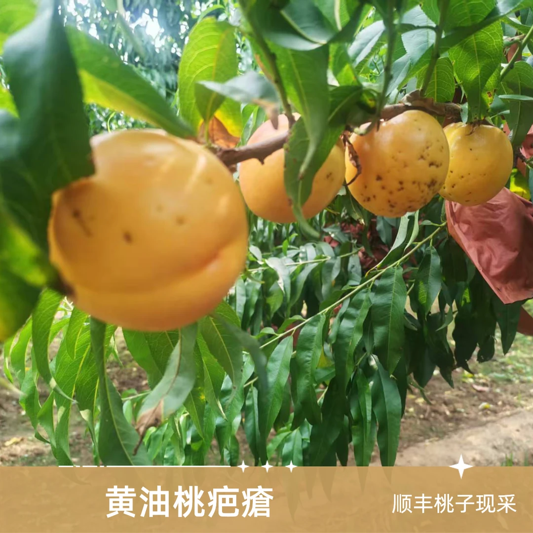 平谷黄油桃奥油桃（处理有伤有瑕疵）现采现摘顺丰次日达-有疑问可联系客服桃子同城送北京市