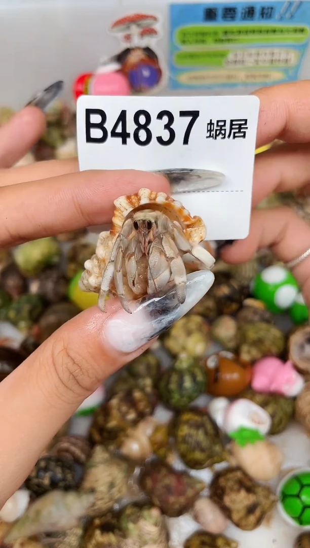 陌派甄选寄居蟹4837