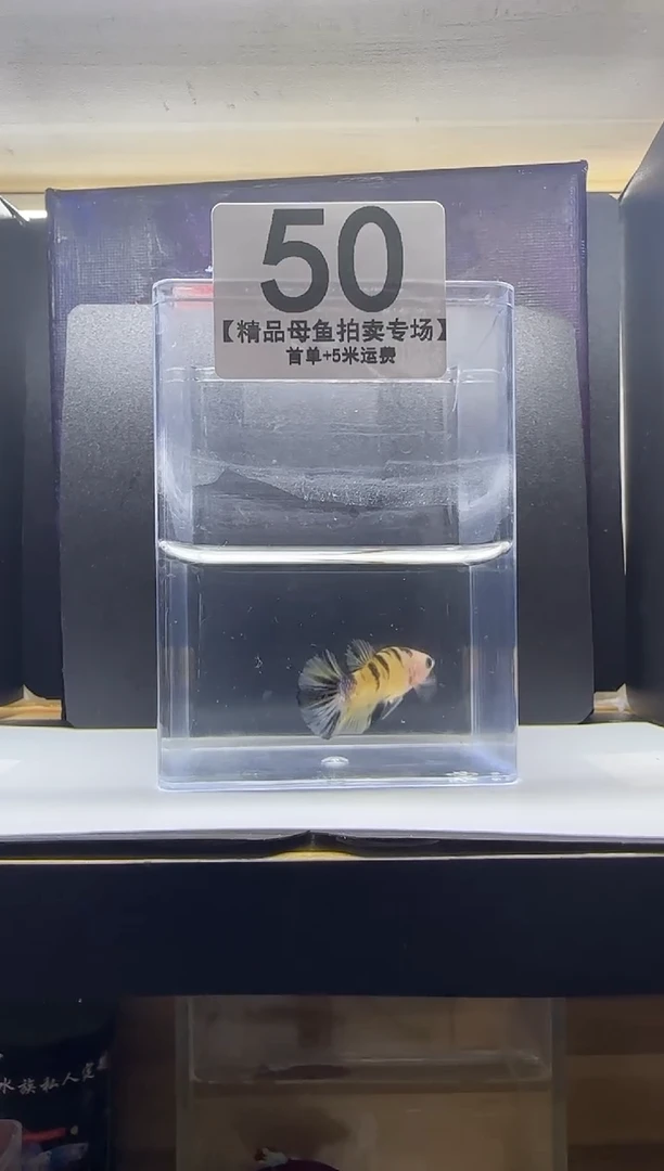 斗鱼精品母鱼编号50