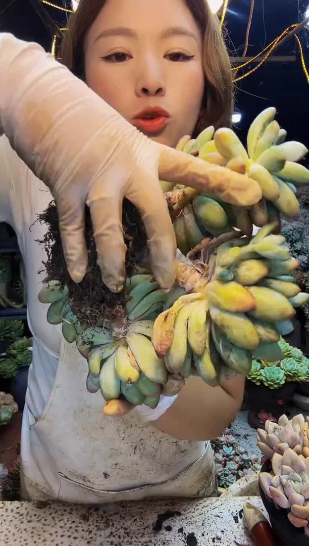 波20号一物一拍脱土包邮