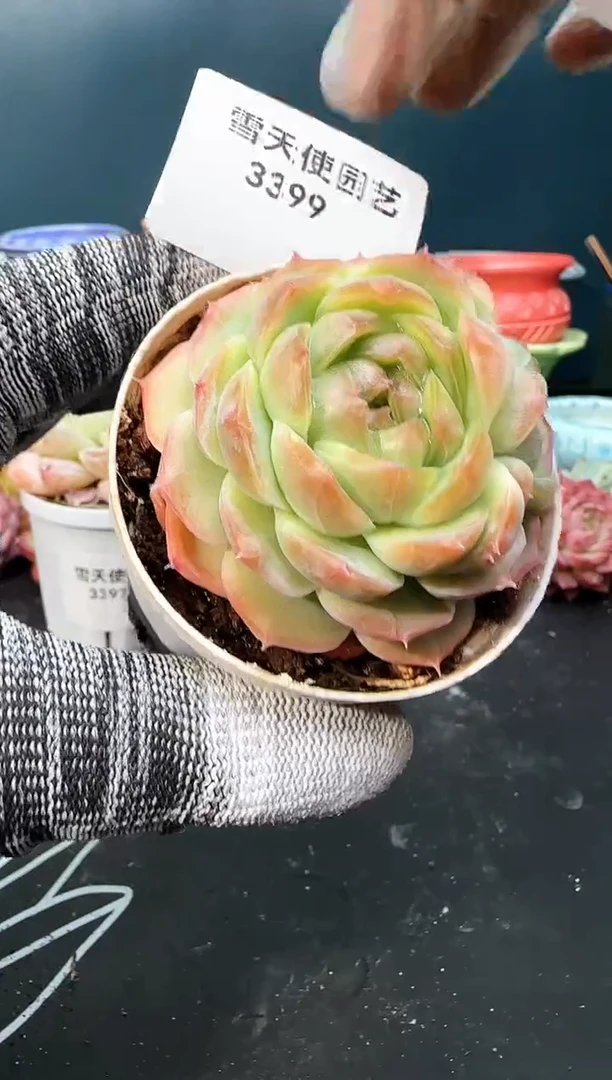 3 399  青山   （冠幅 5.5 cm）