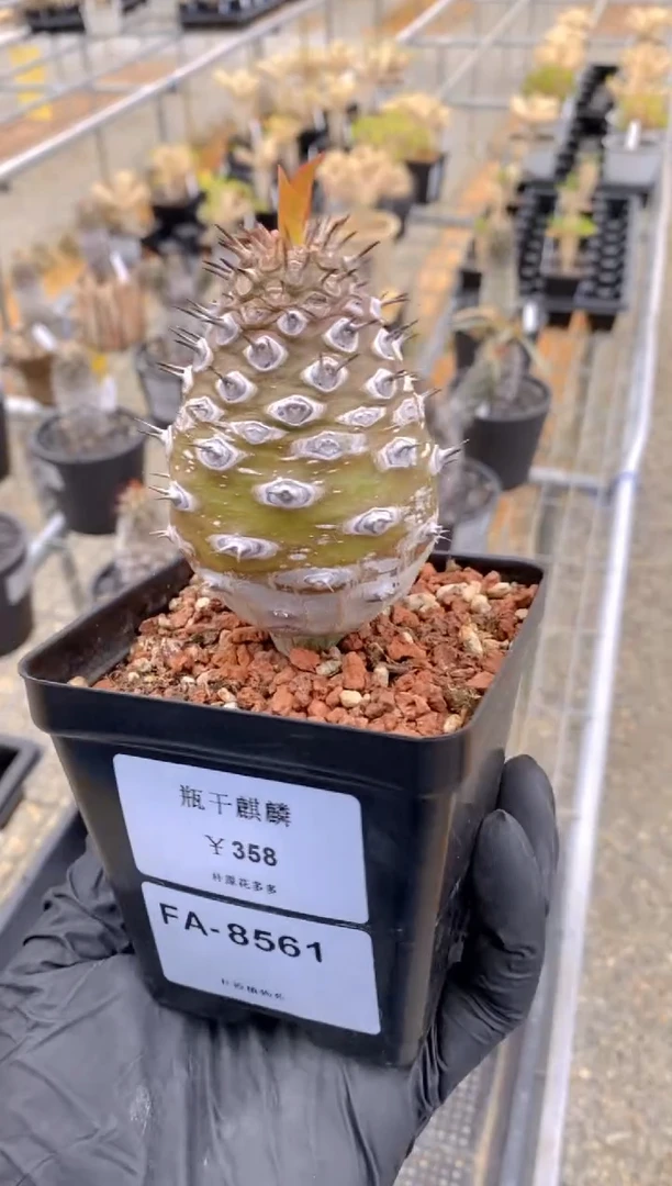 【闪购商品】瓶干麒麟FA-8561