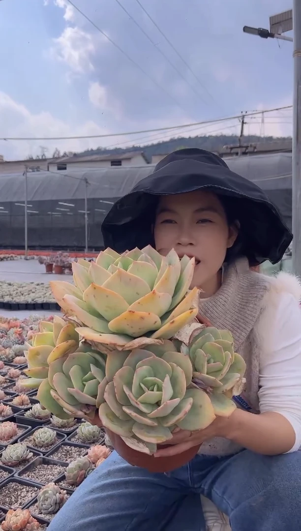 【闪购商品】2-单头爆崽起白凤