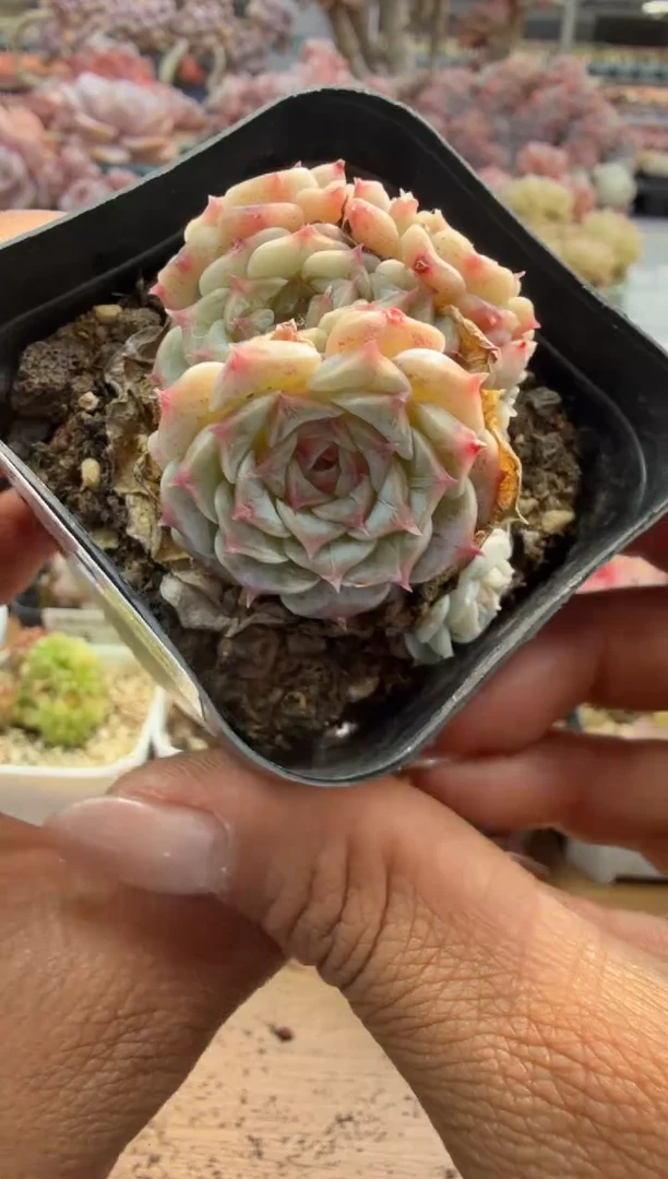 东云多肉园二店-260