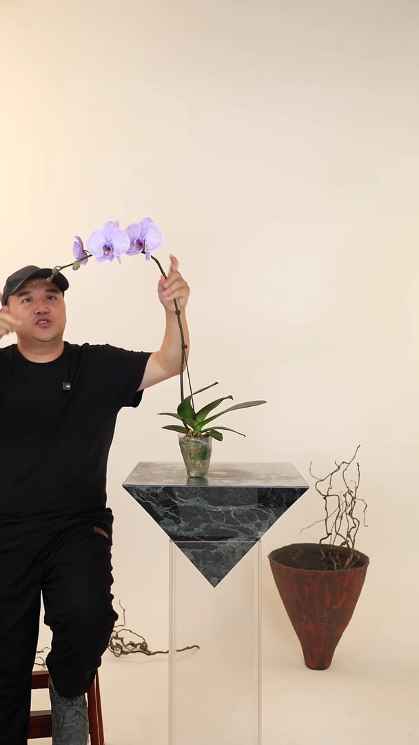 全部花朵Y****?【一物一拍】蝴蝶兰