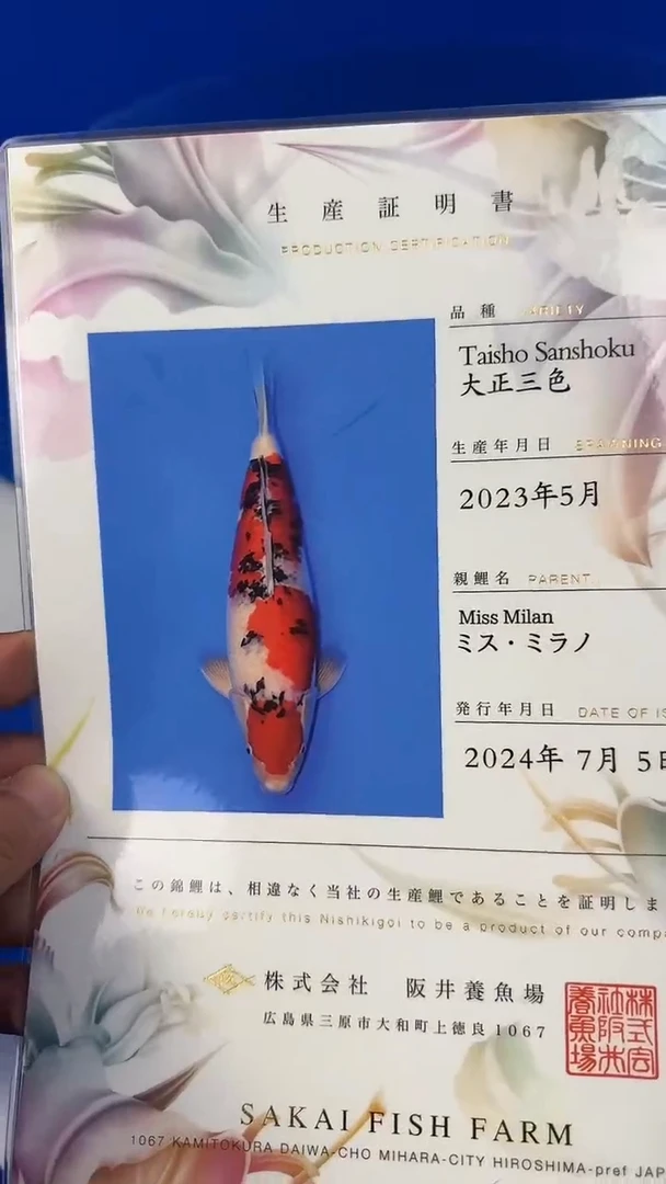 锦鲤板井 Miss Milan 大正三色 独立证书
