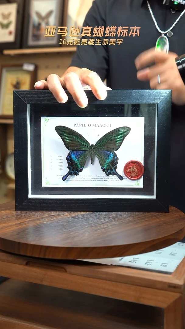 绿带翠凤蝶夏型8寸黑框国风版